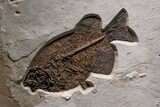 Museum-Quality Green River Fossil Fish Mural - Two Phareodus! #368995-3
